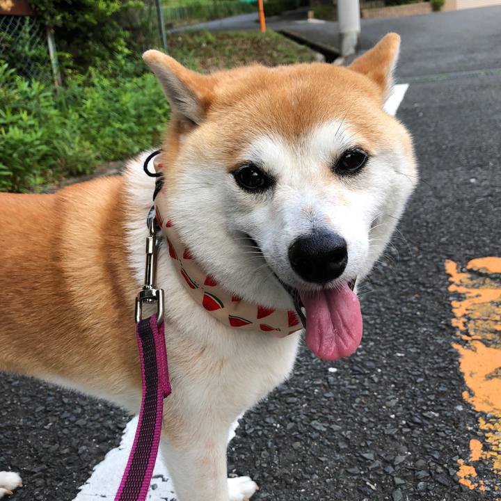 A770eaf1 7b0b 4ed7 94d5 ce37c244b8e7 1564524294984