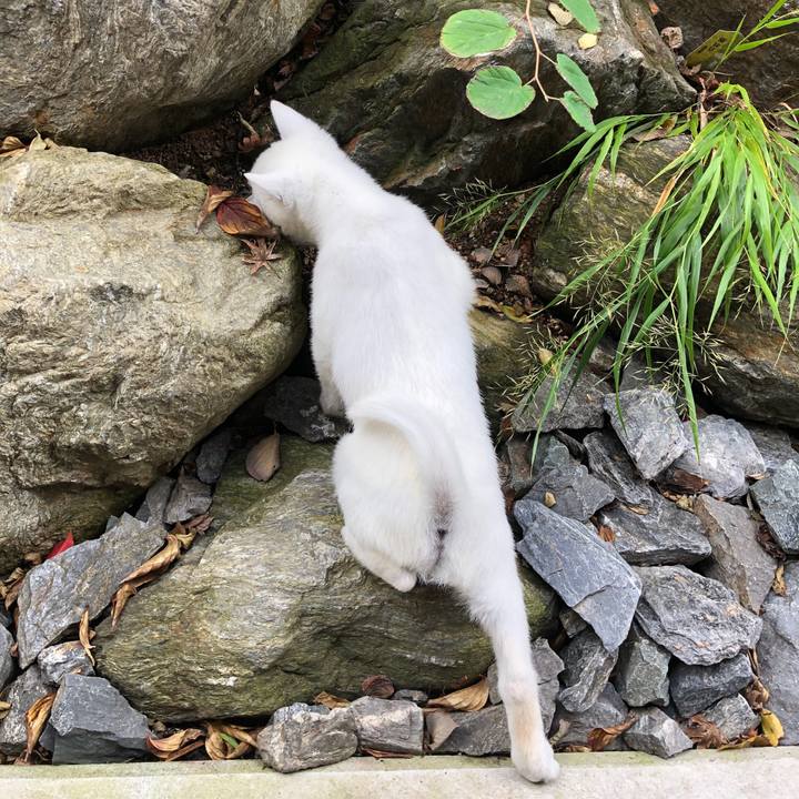 A7716d1e 8df7 4789 9b28 9615a3edfd2c 1510655341113