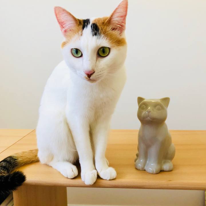 A771b908 ea50 4fa5 9ea8 2738c3df628e 1587173265107