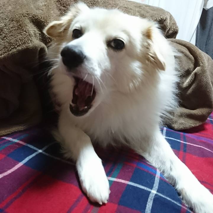 A77354c9 4764 4550 bbac b98c6a4dbb7e 1512074928684