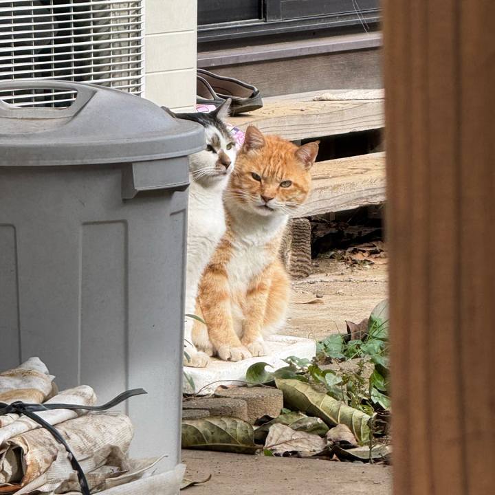 A773de66 0415 4137 8a6a 4fa4b5955952 1762828038625