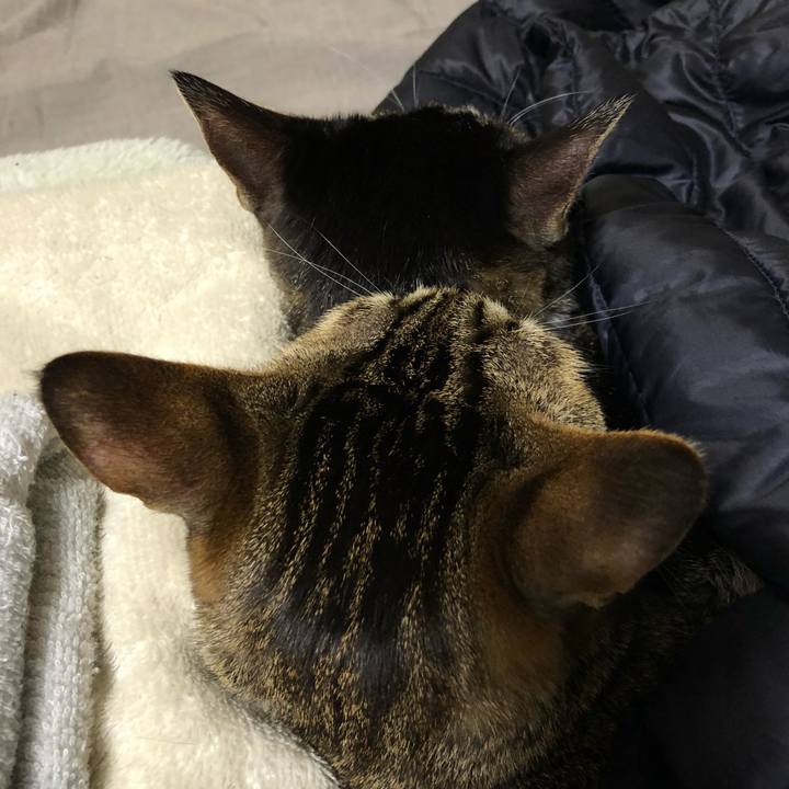 A775ba79 7eda 408d bba2 0579acbfaf03 1523738063846