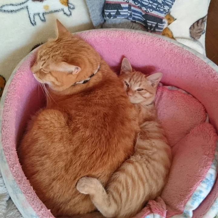 A775cef8 b071 4025 88ae ba888c83e65e 1543560676662