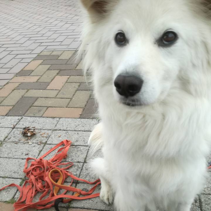 A775d831 f38c 41da a578 f69502a4f919 1523922370468