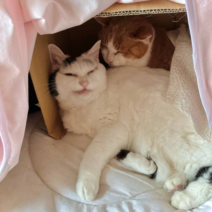 A779e013 4cce 45a0 bcab 56424242ac3a 1735803840597