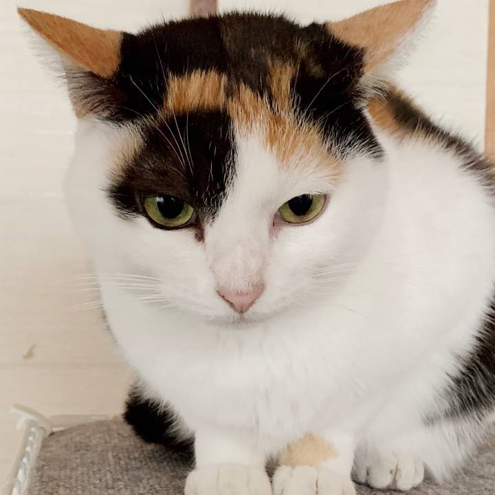 A77a9e12 1a0f 4538 8f86 3611bc4d9987 1543977416636