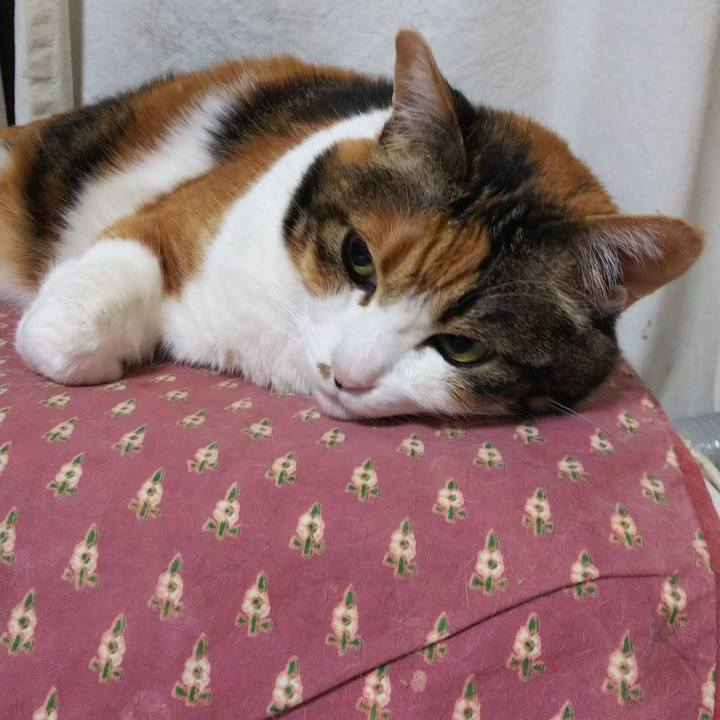 A77b0d17 d2fe 478e acdd dbcfb2e0abb8 1548798187870