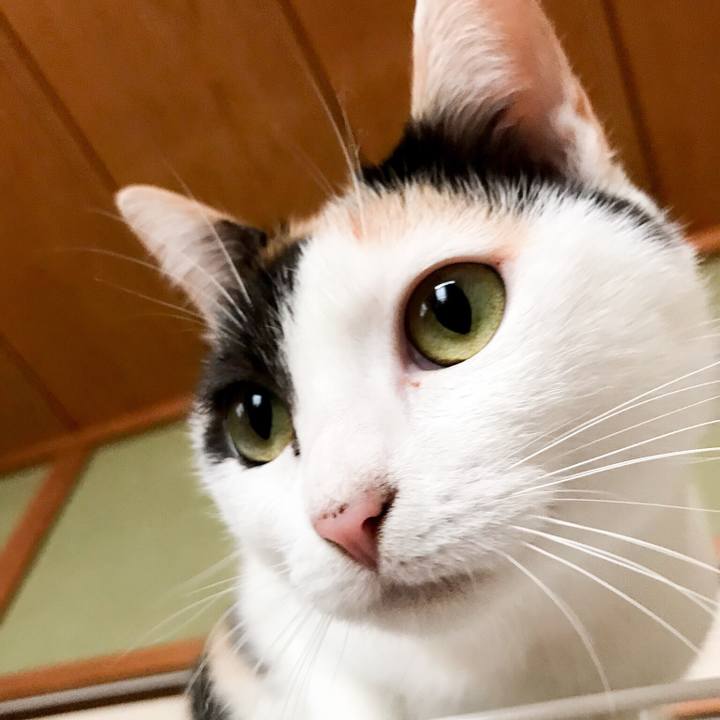 A77b198a a1a7 4c48 a58d ecfa027007fc 1511744697686