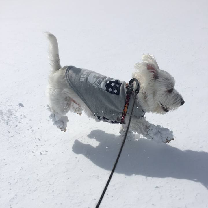 A77c61ba a3c8 42ed bc8e 650c97cef9cd 1518979007280