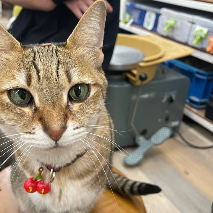 A77cf1cc c81b 4a03 918a 3f3201f17fc6 1734840134751