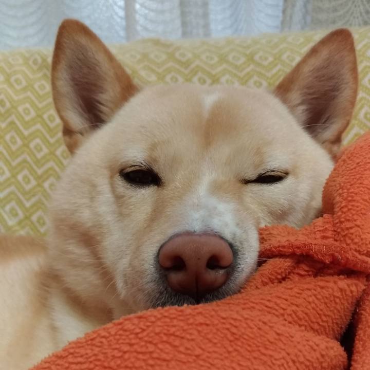 A77dba98 6d84 42d9 8538 3dcb5d4a50d2 1545545461637