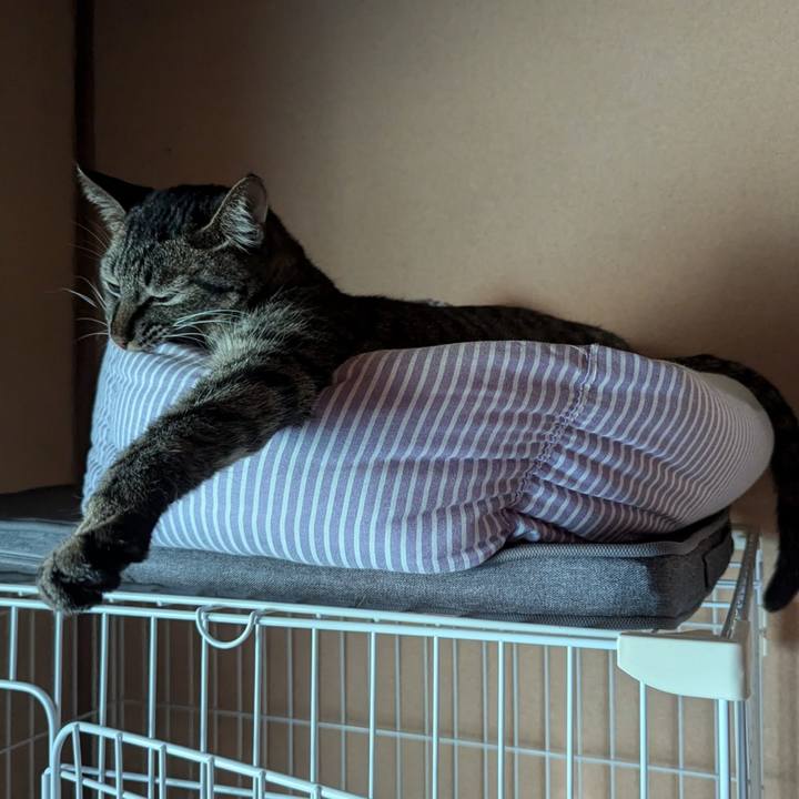 A78008c1 c1df 4d67 b72b 43675256ac3e 1722162073809