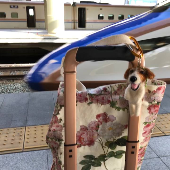 A780dca6 4527 48b2 ae9a c2c84fd8b8ab 1564270858377