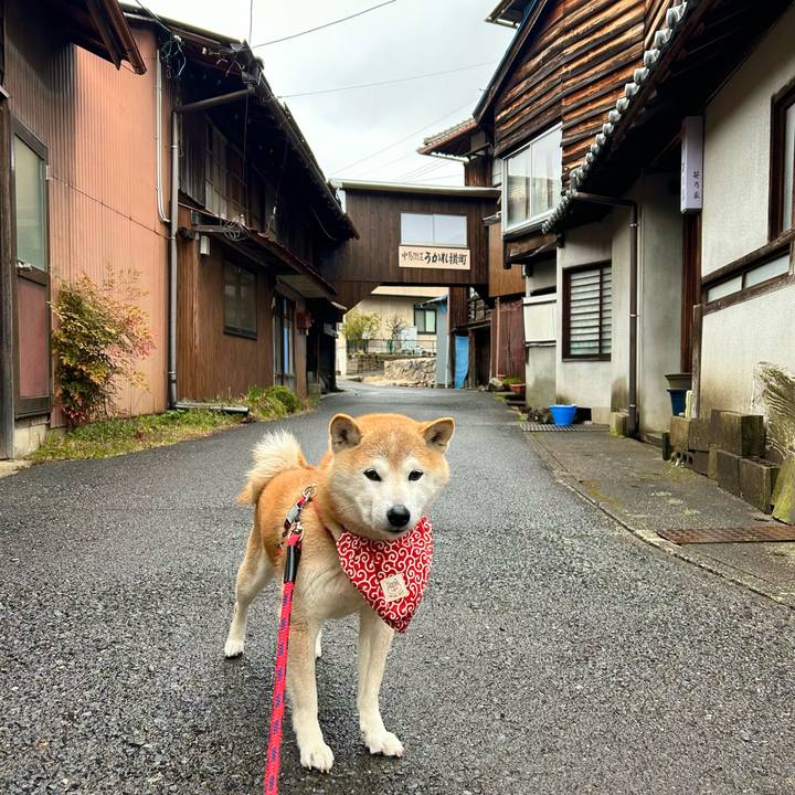 A784be86 3c1b 44a9 8781 d20415fd6ebe 1711184705507