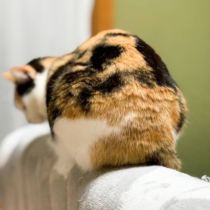 A7858937 46a0 4207 8509 f5967e55630c 1584323737338