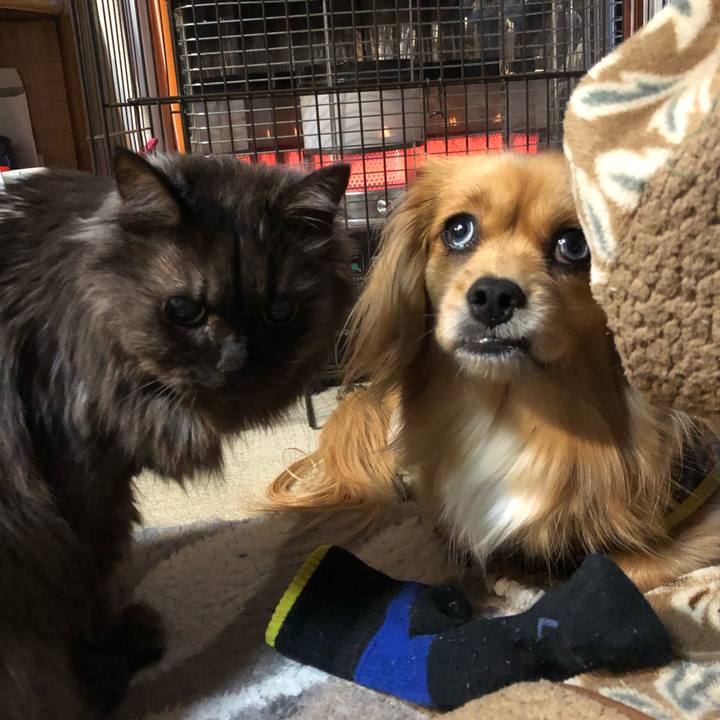 A786ae03 79e4 4478 a9ed 3fb571f6304c 1549407114526