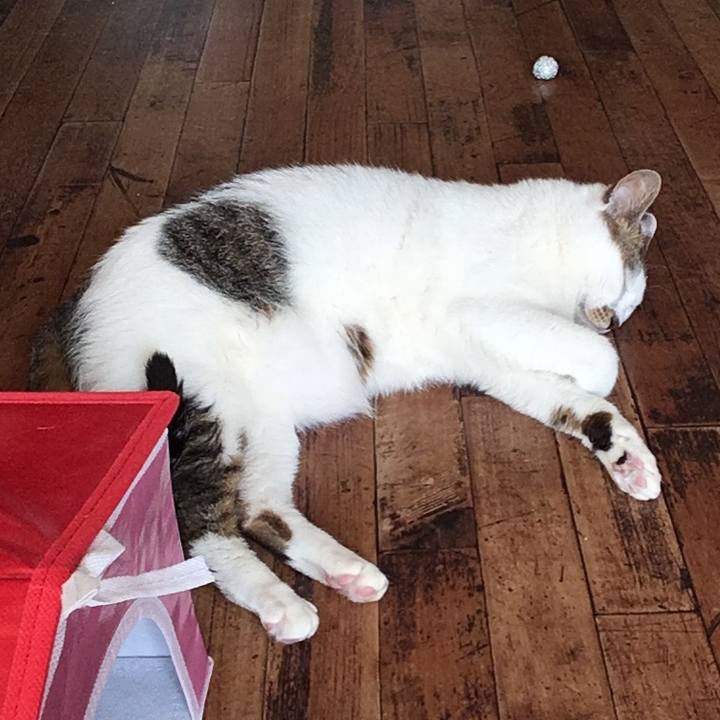 A786c69b 8662 493e 93ff 3fff992a4d59 1528519437706