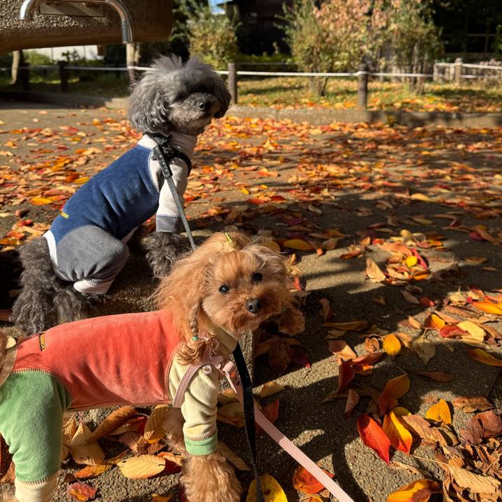 A78a30af c457 4bfd 8f9a ef8e087307f4 1763335224158