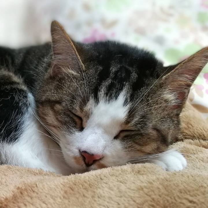 A78ca4c7 88ba 4da9 b1d4 d38e5743a8d1 1527316366168