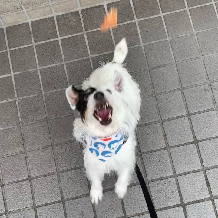 A78fda5a e83c 4f39 86db e39bee2214ce 1687943024966