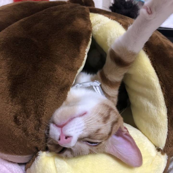 A799e725 8ec7 4cf7 834c c21c61774328 1545308318559