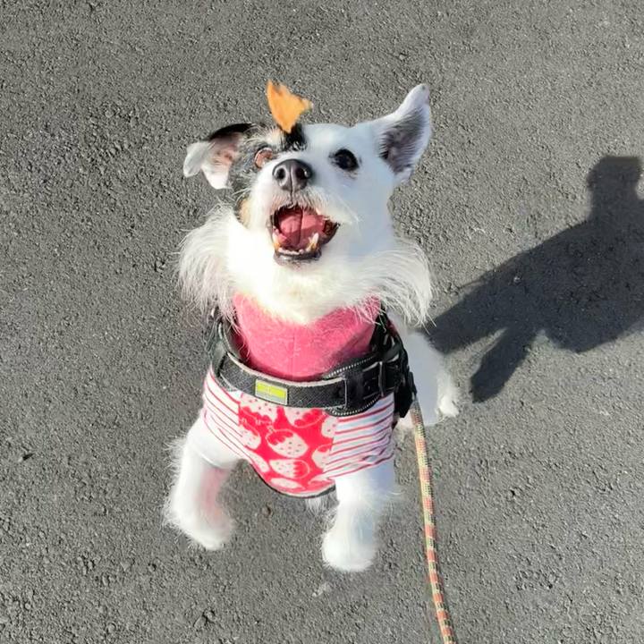 A79a3bfa 4eef 49ed 837a 6fb18ee26f35 1773444695294