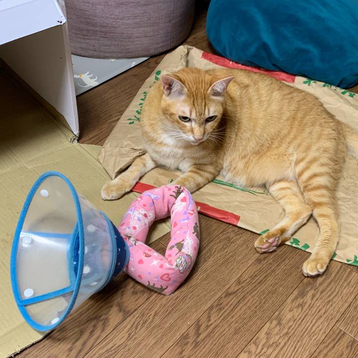 A79b3c3d 5b80 4890 8899 47a3b7c376b5 1570488777551