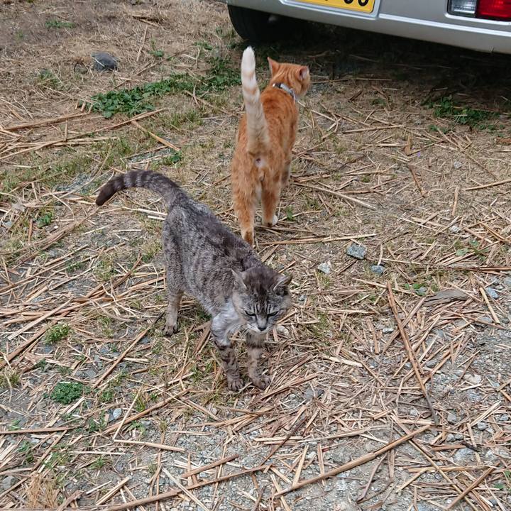 A79b471b 8f43 4d54 8b46 91d0dea2b466 1592470539705