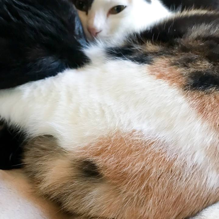 A79e5d6b afef 43d2 bfa7 cd147dcc5d8a 1514246331247