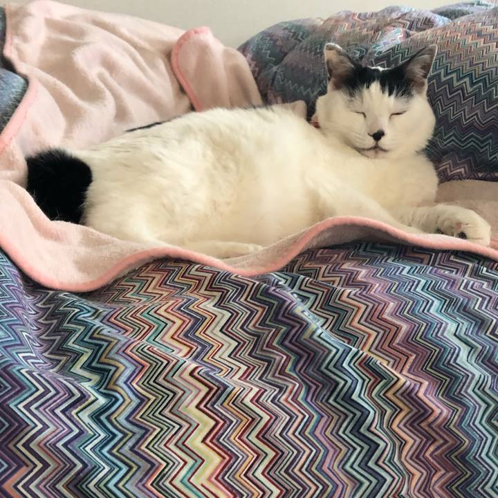 A7a13698 71f4 46a6 8c4e 5f5eb45e91ef 1547075971975