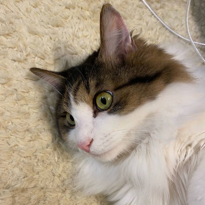 A7a1b27e 22c3 47bc 9f4d e0bf63e11ad2 1668897994864