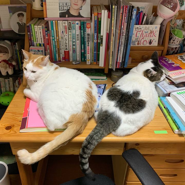 A7a41fce 77e3 4501 8660 b2eff821c932 1587674003809