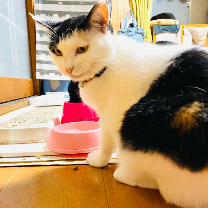 A7a4f186 65ab 44ed ac90 25c43d3a7d83 1686177330487