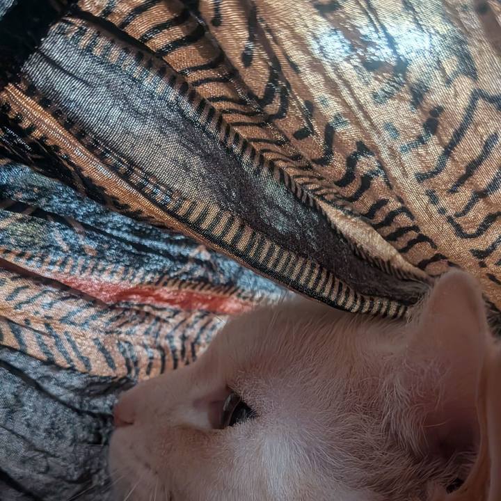 A7a5fa52 66d9 445a a7c8 845dea68513f 1750664887590