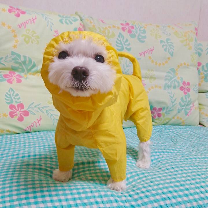 A7a703fc 5b75 46e3 907a 9b30a06d5ff4 1558417853421