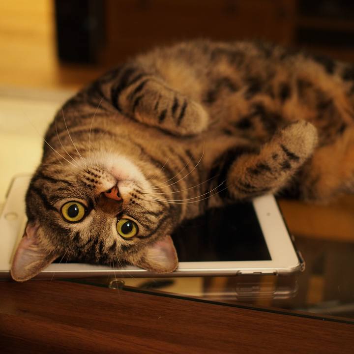 A7ac868c 3386 4f81 9b4b d078dd310377 1560604390235