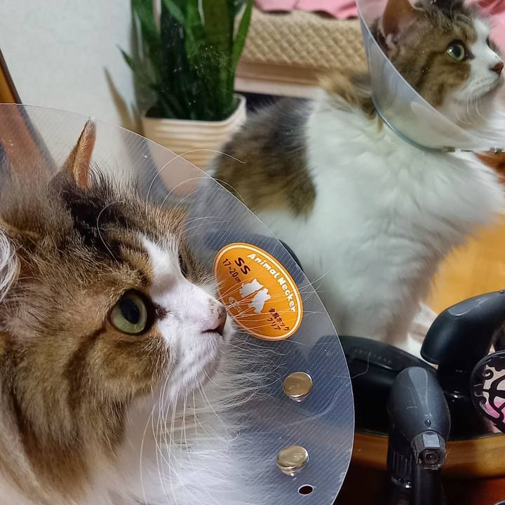 A7acbbd0 5eb4 427a 90f6 de882bf79a32 1654954152017