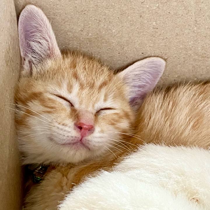 A7ad353e 66fc 4d07 a545 7499592a95b6 1656910449730