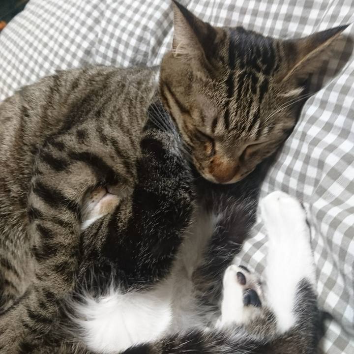 A7ad681b 051b 46ab 8ff9 5dd2a3b4c30a 1509982330311