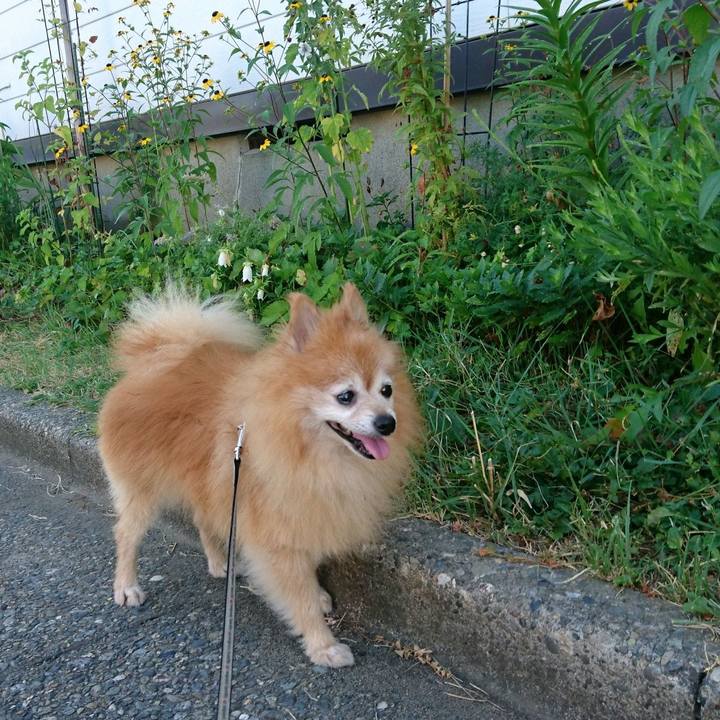 A7aebf98 ced8 4dfc 9330 b740cf4c309e 1533509826512