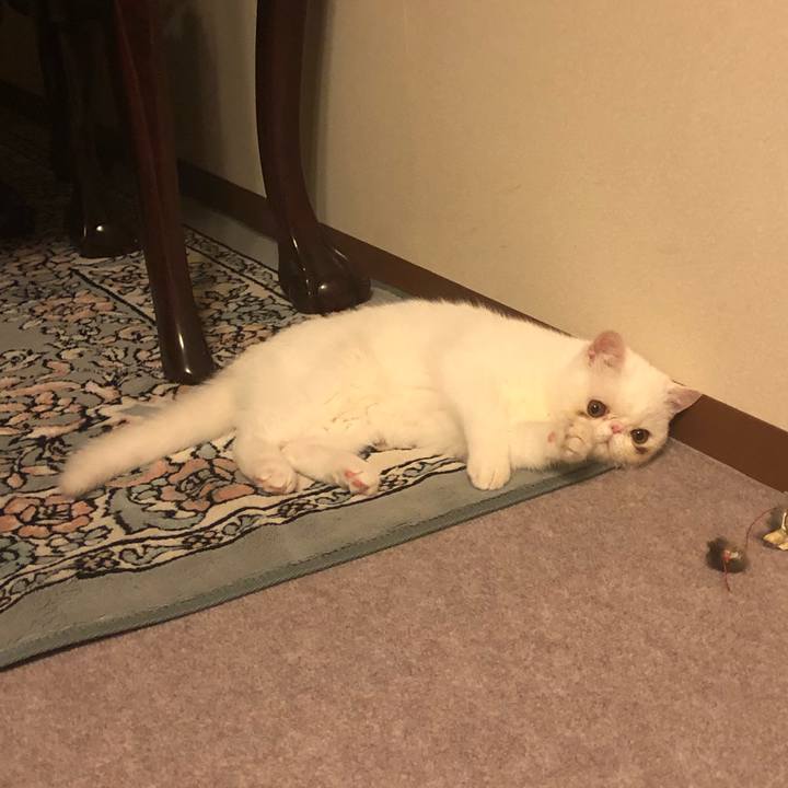 A7aeec3c e798 4022 91d6 45ab6e55b4b6 1554984242252