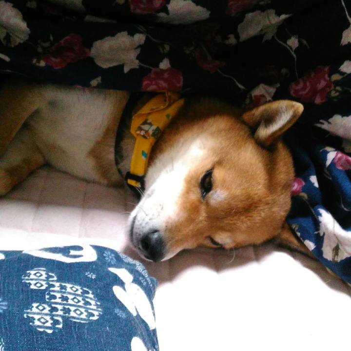 A7af1c20 1408 4842 80a7 105a477f84ab 1511006278713