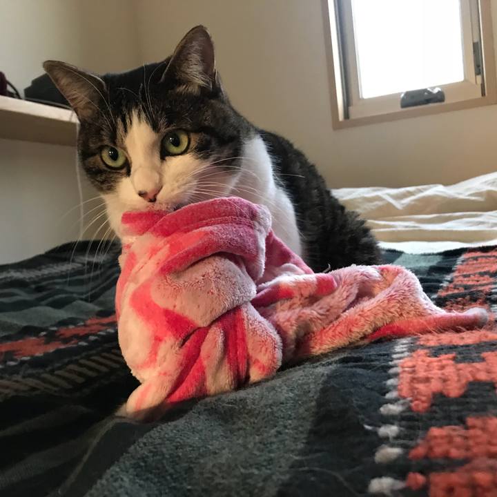 A7b16b3b 6042 460b af6d 2df0d544a794 1545951515345