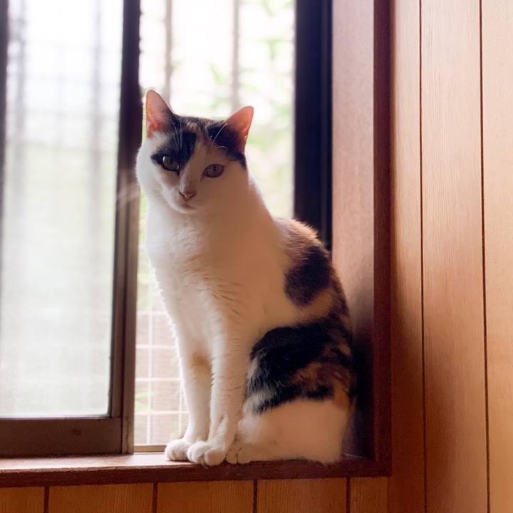 A7b5753e b813 4459 a6e1 81d3665dbb53 1600825045241