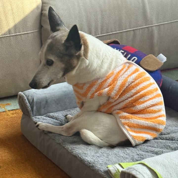 A7b81d05 aab0 44ee ac04 328d044bd637 1770288845727