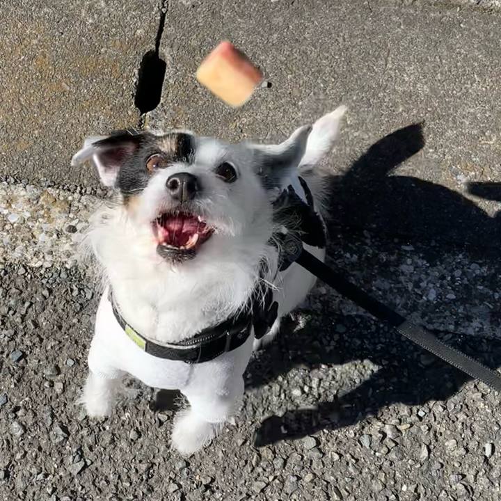 A7b8fc6b 7c6f 4469 870b 78e3f320a6d4 1710981103981