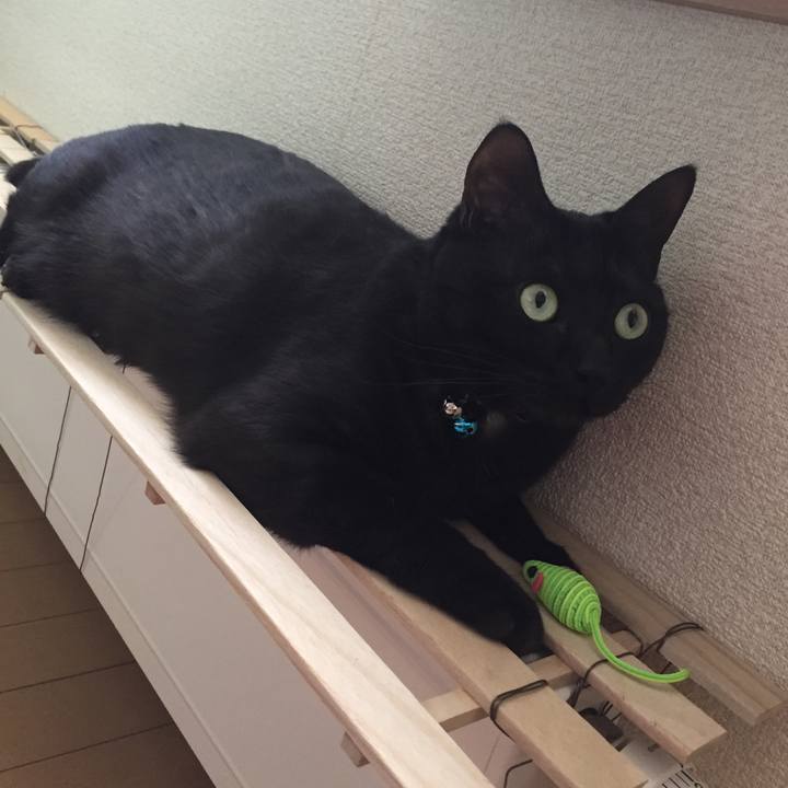 A7bde68b df12 4d46 9d3b 27a783e83e4c 1517574009984