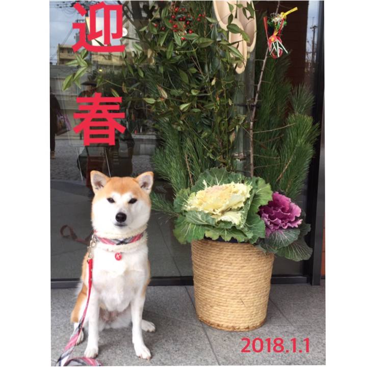 A7be267a 5071 4b3a a415 2094fea40258 1514751466828