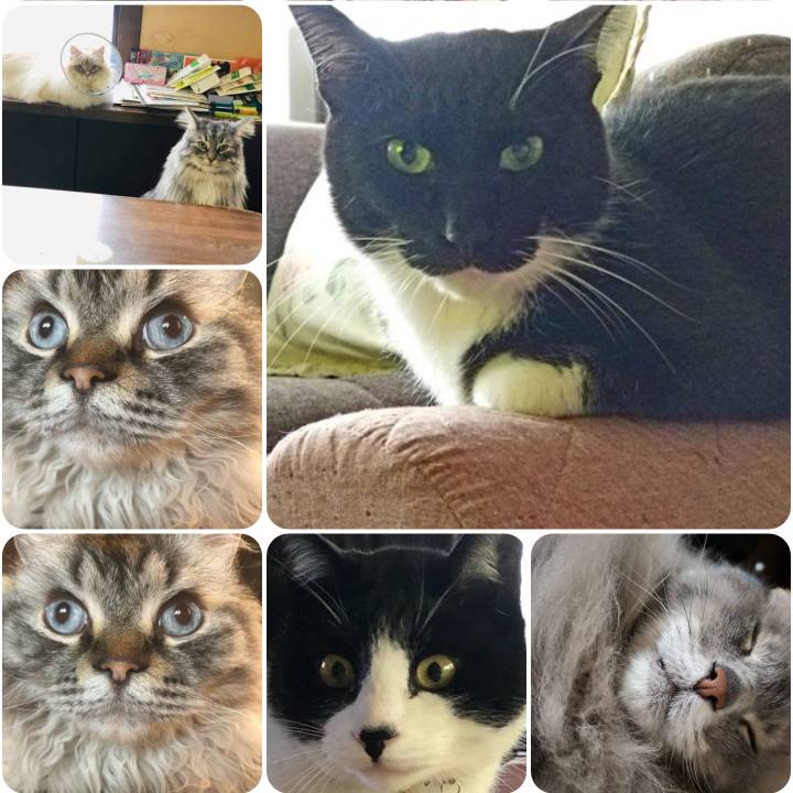 A7be3948 f7d0 4203 b6d0 8a6a8ad34c8c 1556941165487