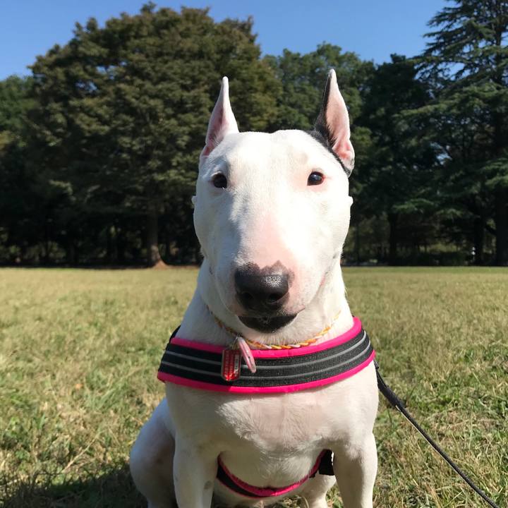 A7c08403 8ee2 4dff 90a2 83ddef85ef78 1509106473618